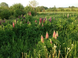 Blomstereng med lupiner.