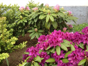 Nyplantet rhododendron i surbundsbed.