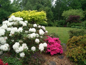 Plantekomposition i prydhave. Bemærk anvendelsen af farvet løv (grønne, gule og røde nuancer), samt blomstrende Rhododendron.