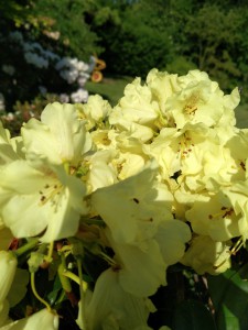 Rhododendron i gul, som én af mange muligheder.