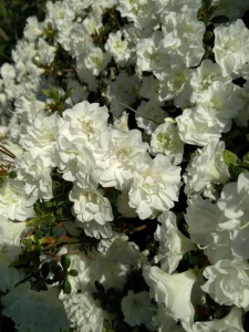 Rhododendron med små hvide blomster.