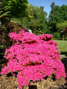 Rhododendron i fuld flor, hele planten er dækket.