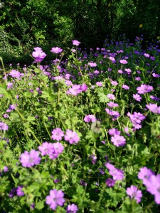 Stande flor, et smukt element i haven.